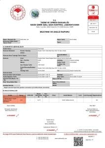 Sazak Naturel Sızma Zeytinyağı 5 Lt ( Sezon 2025-2026)