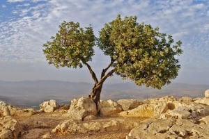 Sazak Delice (Harap) Zeytinyağı 0,75 ML