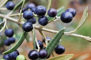 Sazak Delice (Harap) Zeytinyağı 750 ML