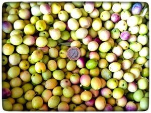 Sazak Mut Ayvalık (Edremit) Tipi Kırmalık Yeşil Zeytin (Aşağıdan KG Seçiniz)