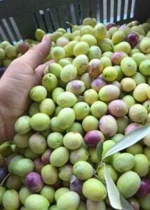 Sazak Mut Ayvalık (Edremit) Tipi Kırmalık Yeşil Zeytin 10 Kg