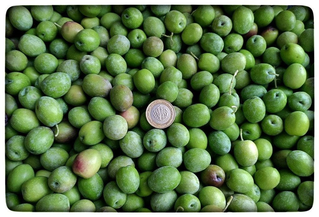 Sazak Mut Gemlik (Trilye) Tipi Kırmalık Yeşil Zeytin ( Aşağıdan KG Seçiniz)