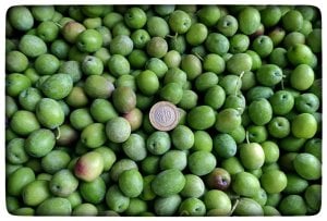 Sazak Mut Gemlik (Trilye) Tipi Kırmalık Yeşil Zeytin ( Aşağıdan KG Seçiniz)