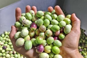 Sazak Kendin Tatlandır Kırma Yeşil Zeytin 5Lt Pet (Yeni Sezon 2026-2027)